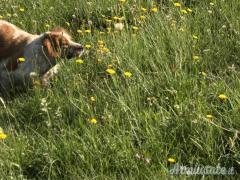 Rosy, Breton di 4 anni