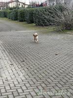 Rosy, Breton di 4 anni