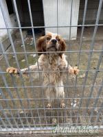 Rosy, Breton di 4 anni