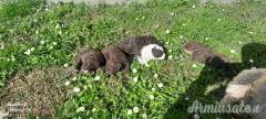 Vendo cuccioli lagotto romagnolo