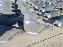 Stampi Colombaccio a conchiglia