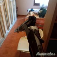 Beretta 303,sovrapposto zoli e doppietta Bernardelli