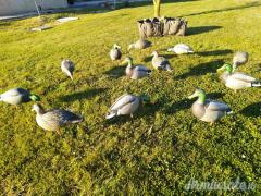 Stampi di Germano da campo GHG