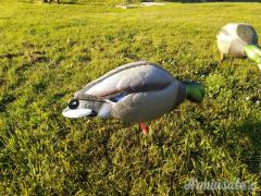 Stampi di Germano da campo GHG