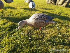 Stampi di Germano da campo GHG