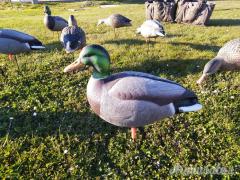 Stampi di Germano da campo GHG