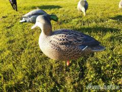 Stampi di Germano da campo GHG