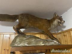 trofeo volpe in tassidermia