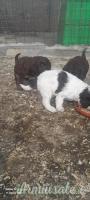 Vendo cuccioli lagotto romagnolo