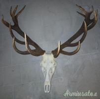 Trofeo di cervo spettacolare in bianco da 16 punte e valutazione a medaglia