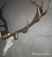 Trofeo di cervo spettacolare in bianco da 16 punte e valutazione a medaglia