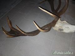 Trofeo di cervo spettacolare in bianco da 16 punte e valutazione a medaglia