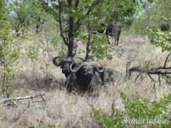 VENDO DIES HORNADY CUSTOM CAL. 416 WEATHERBY MAGNUM