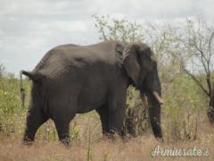 VENDO DIES HORNADY CUSTOM CAL. 416 WEATHERBY MAGNUM