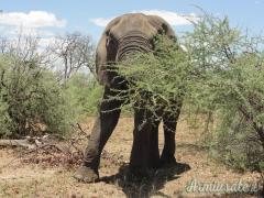 VENDO DIES HORNADY CUSTOM CAL. 416 WEATHERBY MAGNUM