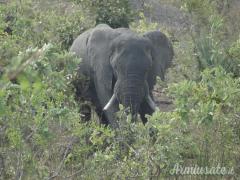 VENDO DIES HORNADY CUSTOM CAL. 416 WEATHERBY MAGNUM