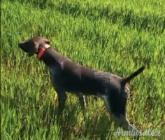 kurzhaar bracco tedesco pronta caccia