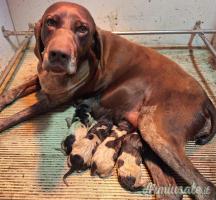 kurzhaar bracco tedesco cuccioli