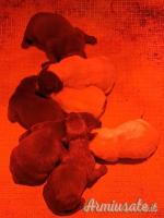 kurzhaar bracco tedesco cuccioli