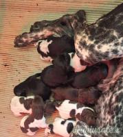 kurzhaar bracco tedesco cuccioli