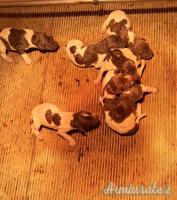 kurzhaar bracco tedesco cuccioli