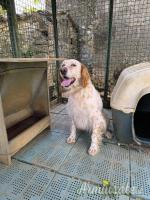 Setter inglese femmina