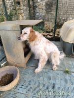 Setter inglese femmina