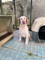 Setter inglese femmina