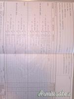 Setter inglese femmina