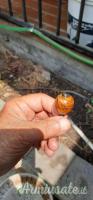Noci, Pomelli  per l'asta dell'ottur. Blaser,R93/R8