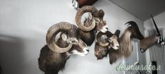 TROFEI DI CACCIA, CORNA e PALCHI, tassidermia di Muflone