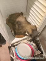 Vari trofei : cervo,daino,capriolo, muflone e testa di cinghiale in pelle.