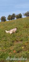 setter inglese