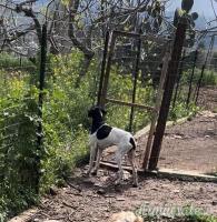 Pointer inglese