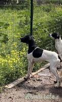 Pointer inglese