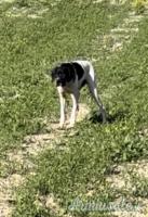 Pointer inglese
