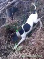 Pointer inglese