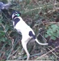 Pointer inglese