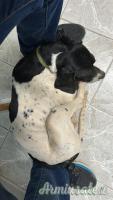 Pointer inglese