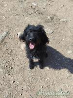Lagotto x segugio