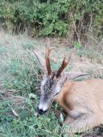 Caccia ai ungulati in Croazia