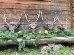 Caccia al Cervo Sika e Battute di Caccia in Repubblica Ceca (Boemia Occidentale)