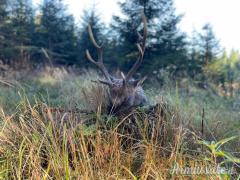 Caccia al Cervo Sika e Battute di Caccia in Repubblica Ceca (Boemia Occidentale)