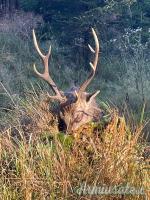 Caccia al Cervo Sika e Battute di Caccia in Repubblica Ceca (Boemia Occidentale)