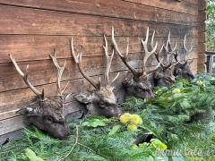 Caccia al Cervo Sika e Battute di Caccia in Repubblica Ceca (Boemia Occidentale)