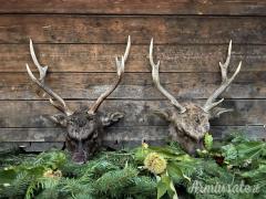 Caccia al Cervo Sika e Battute di Caccia in Repubblica Ceca (Boemia Occidentale)