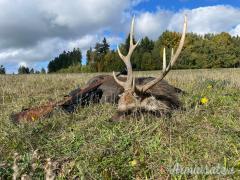 Caccia al Cervo Sika e Battute di Caccia in Repubblica Ceca (Boemia Occidentale)