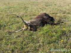 Caccia al Cervo Sika e Battute di Caccia in Repubblica Ceca (Boemia Occidentale)