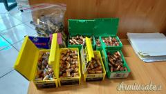 44 M - PALLE SPEER - SIERRA + BOSSOLI