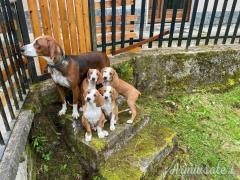 Vendo cuccioli di posavatz